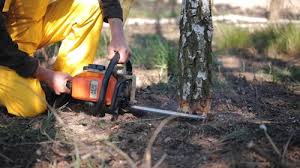 Best Tree Preservation Services  in Linton Hall, VA