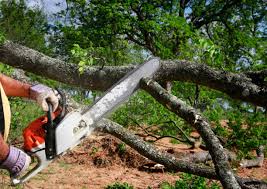 Trusted Linton Hall, VA Tree Removal Services Experts