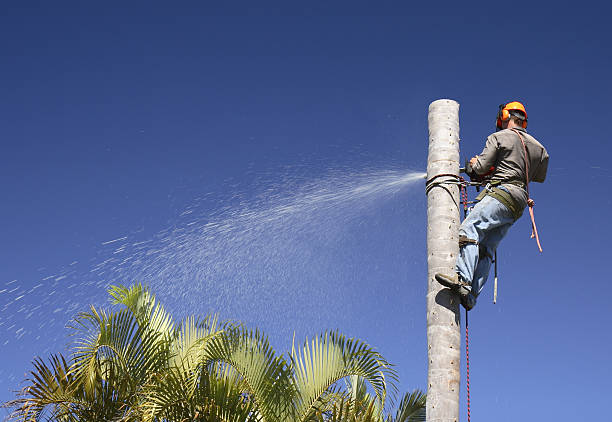 Best Tree Cabling and Bracing  in Linton Hall, VA