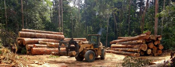 Best Tree Risk Assessment  in Linton Hall, VA