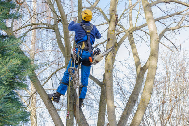 Best Fruit Tree Pruning  in Linton Hall, VA