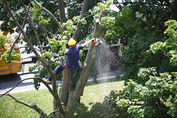 Best Tree Trimming and Pruning  in Linton Hall, VA