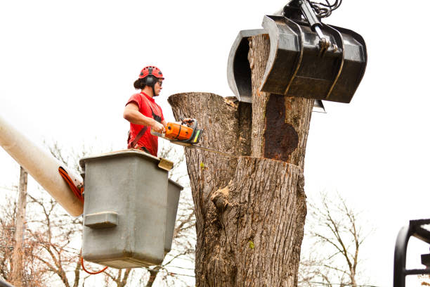 Best Stump Grinding and Removal  in Linton Hall, VA